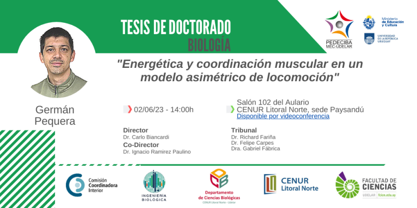 pequera doctorado