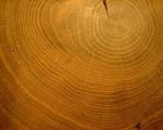 Dendrocronología