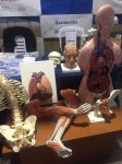 Feria educativa en Paysandú con gran afluencia de visitantes