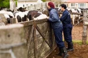 Veterinaria1